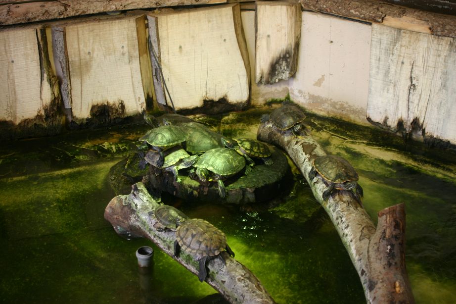 2011040701141822_k-Zoo 137.jpg